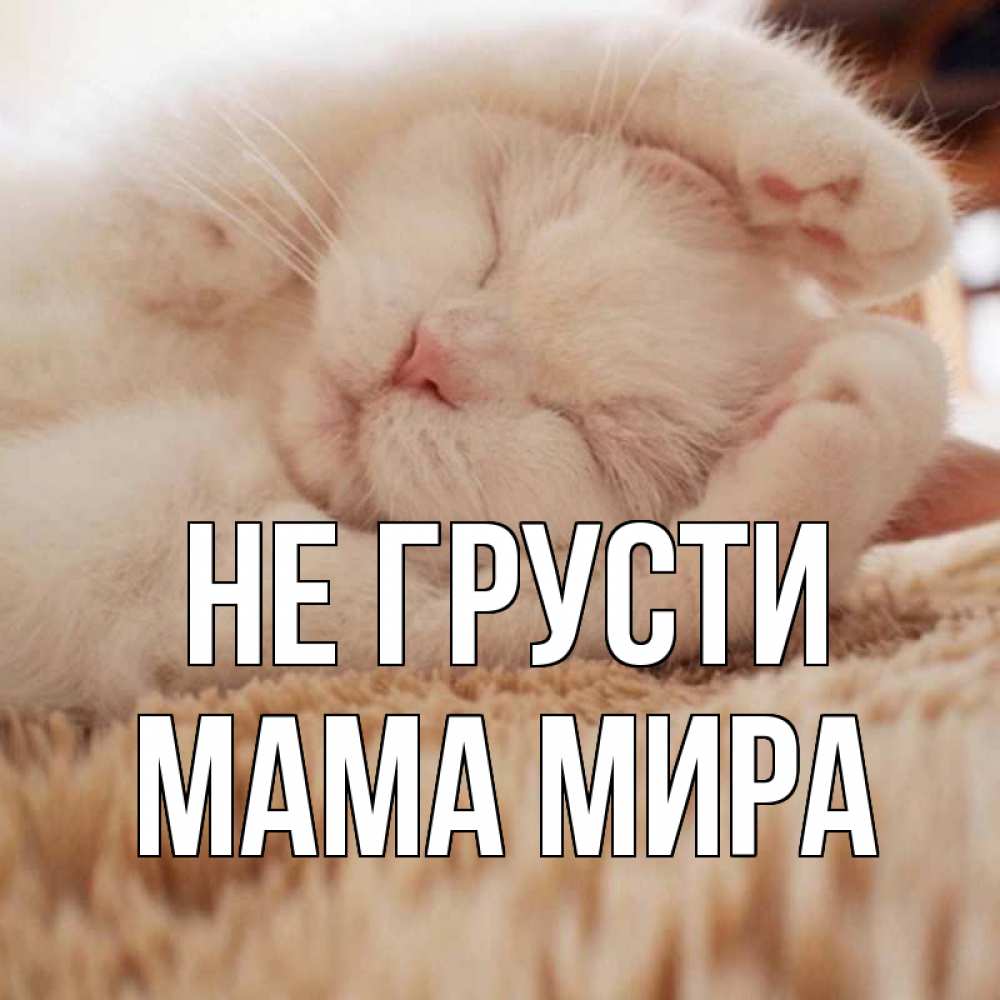 Открытка на каждый день с именем, Мама-Мира Не грусти белый кот Прикольная открытка с пожеланием онлайн скачать бесплатно 