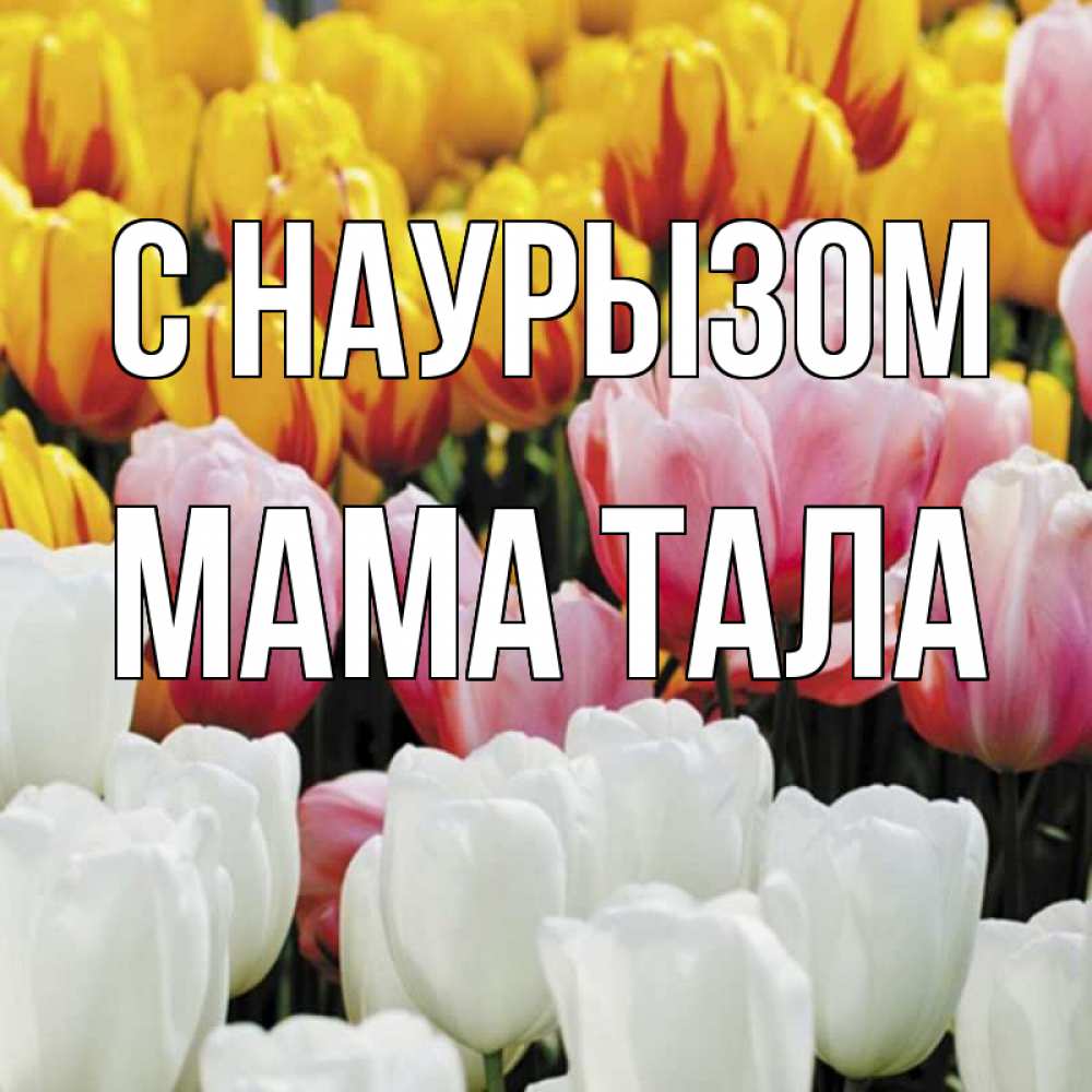 Открытка на каждый день с именем, Мама-Тала С наурызом разноцветные цветы Прикольная открытка с пожеланием онлайн скачать бесплатно 