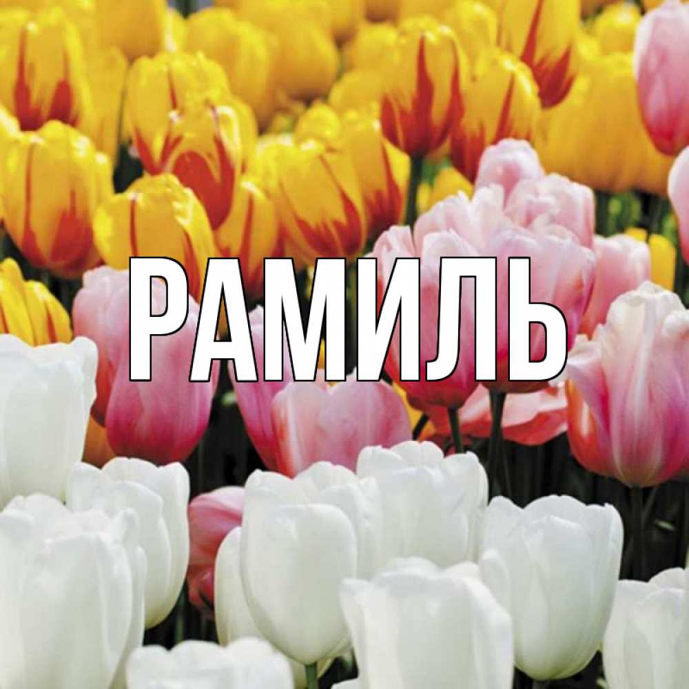 Открытка на каждый день с именем, Рамиль Главная разноцветные цветы Прикольная открытка с пожеланием онлайн скачать бесплатно 