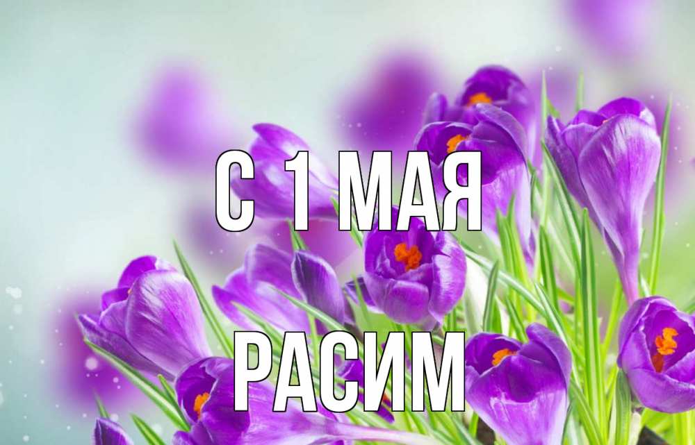 Открытка на каждый день с именем, Расим С 1 мая 1 мая Прикольная открытка с пожеланием онлайн скачать бесплатно 