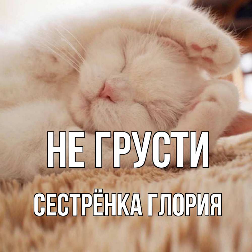 Открытка на каждый день с именем, Сестрёнка-Глория Не грусти белый кот Прикольная открытка с пожеланием онлайн скачать бесплатно 