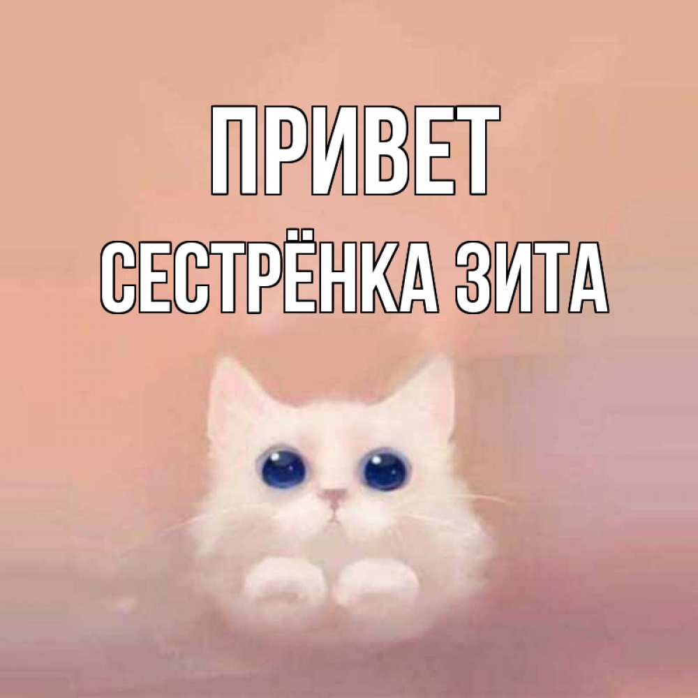 Открытка на каждый день с именем, Сестрёнка-Зита Привет котик белый в полете Прикольная открытка с пожеланием онлайн скачать бесплатно 