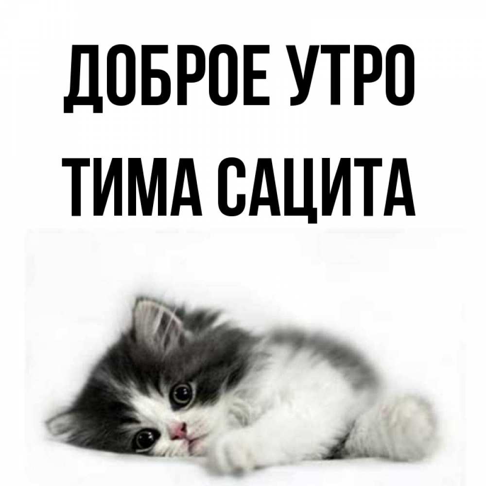 Открытка на каждый день с именем, Тима-сацита Доброе утро кот лапки Прикольная открытка с пожеланием онлайн скачать бесплатно 