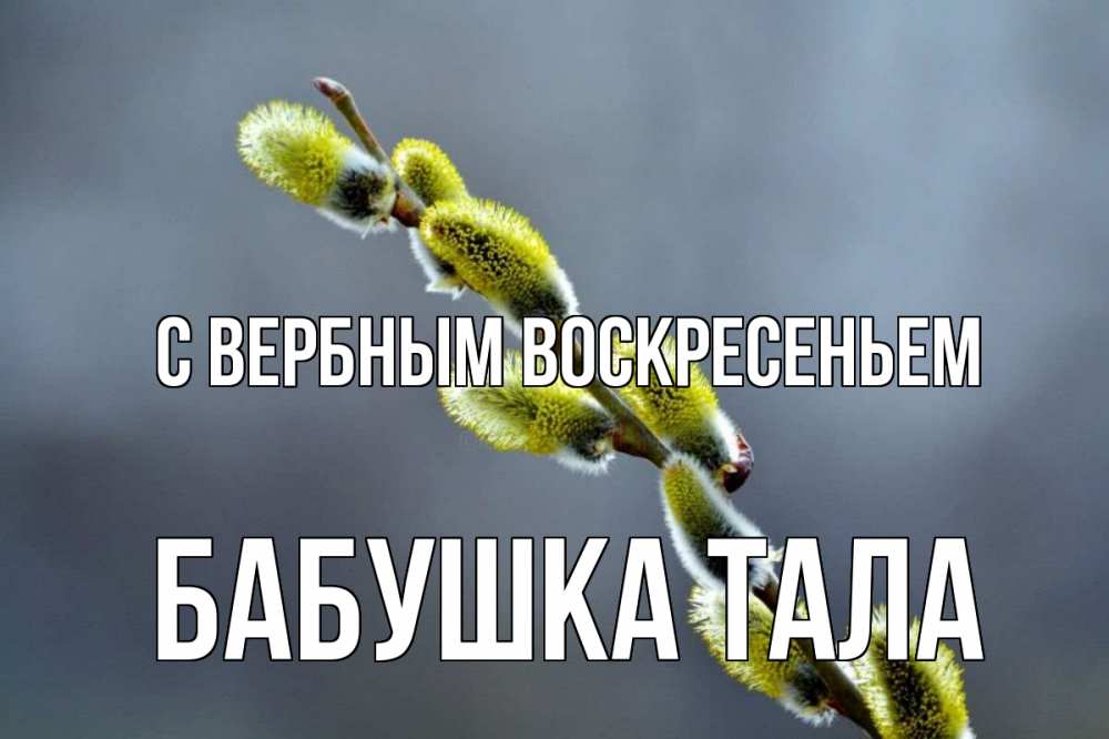 Открытка на каждый день с именем, Бабушка-Тала С вербным воскресеньем верба Прикольная открытка с пожеланием онлайн скачать бесплатно 