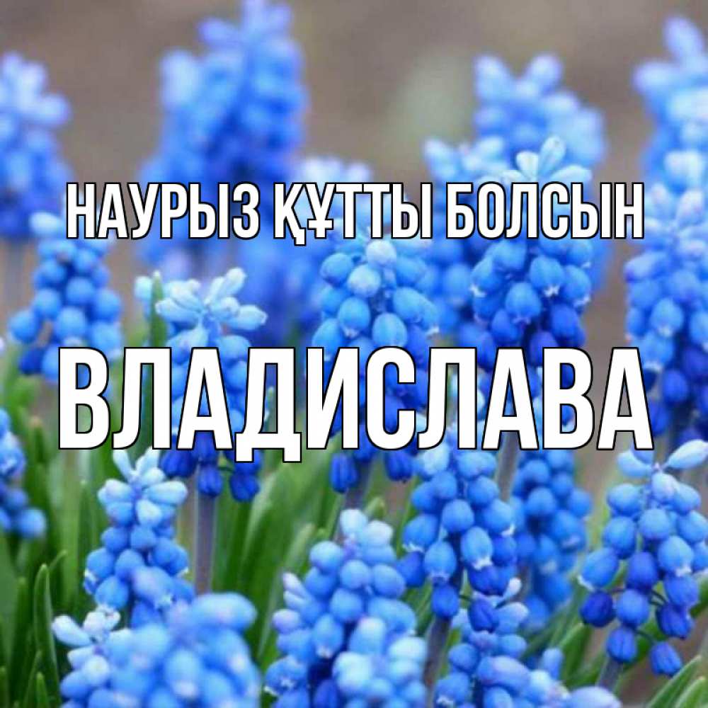 Открытка на каждый день с именем, Владислава Наурыз құтты болсын Поздравительная открытка для женщин с цветами на праздничную дату Прикольная открытка с пожеланием онлайн скачать бесплатно 