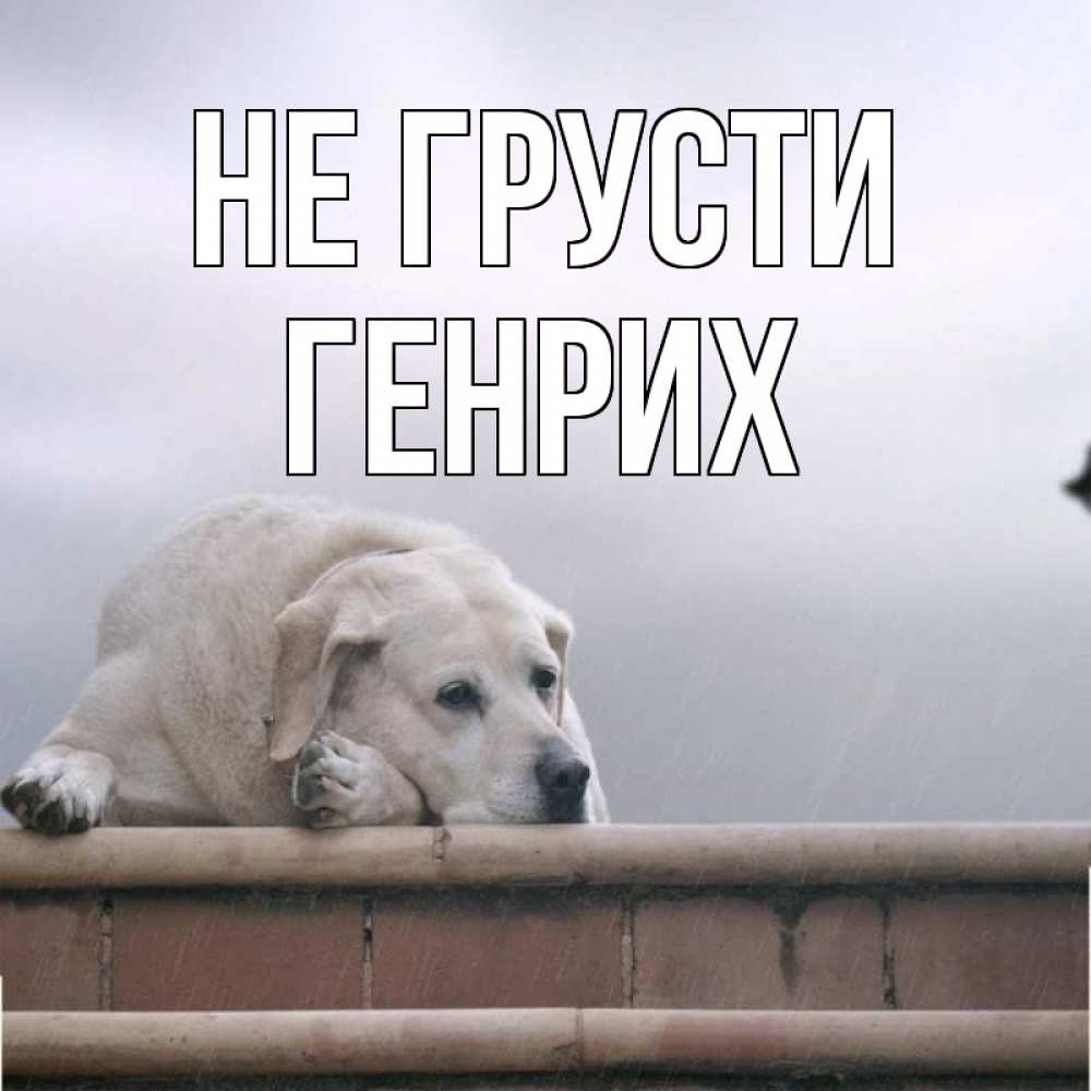 Открытка на каждый день с именем, Генрих Не грусти белый пес 1 Прикольная открытка с пожеланием онлайн скачать бесплатно 