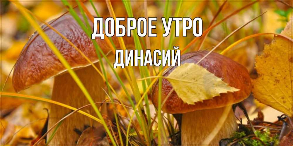 Открытка на каждый день с именем, Динасий Доброе утро осенние грибы Прикольная открытка с пожеланием онлайн скачать бесплатно 