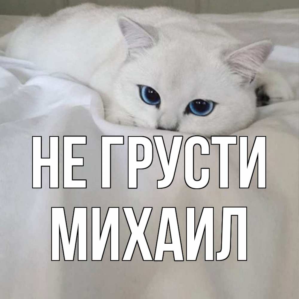 Открытка на каждый день с именем, Михаил Не грусти белый кот с голубыми глазами на белоснежной кровати Прикольная открытка с пожеланием онлайн скачать бесплатно 