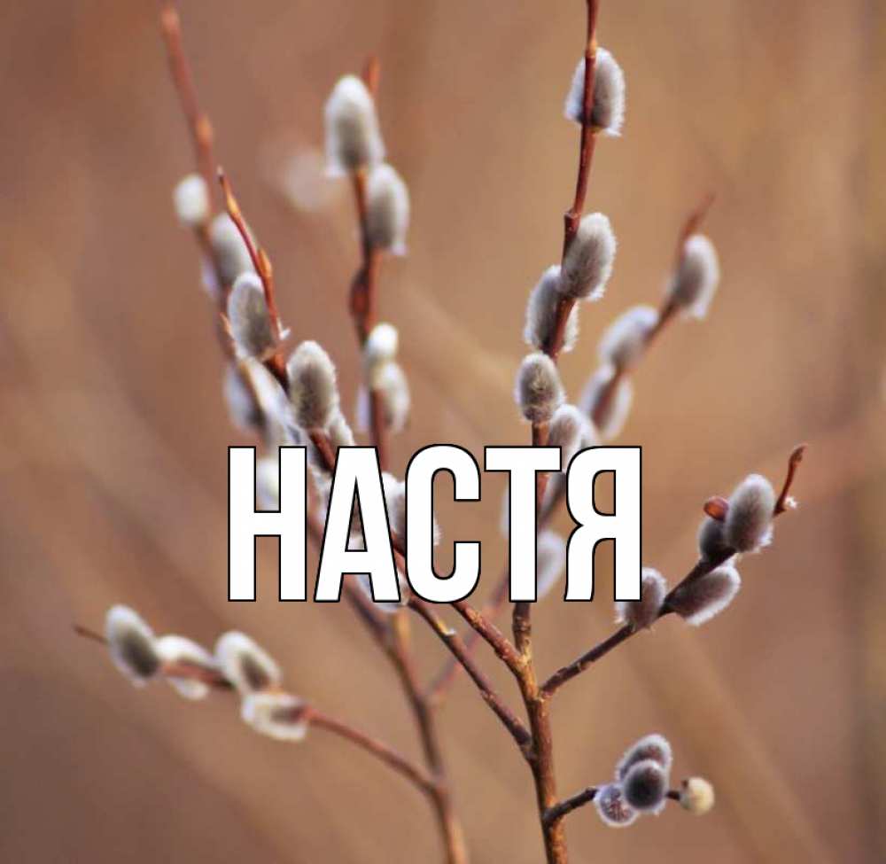 Открытка на каждый день с именем, Настя Главная верба Прикольная открытка с пожеланием онлайн скачать бесплатно 