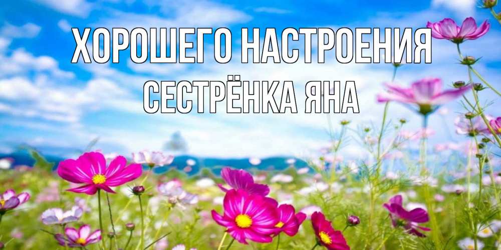 Открытка на каждый день с именем, Сестрёнка-Яна Хорошего настроения поле цветов Прикольная открытка с пожеланием онлайн скачать бесплатно 