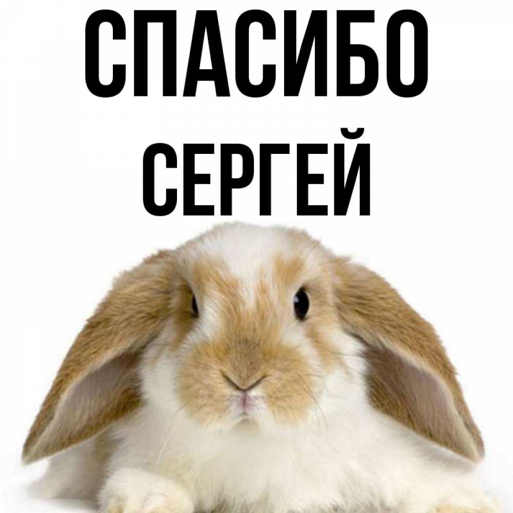 Спасибо серега картинки