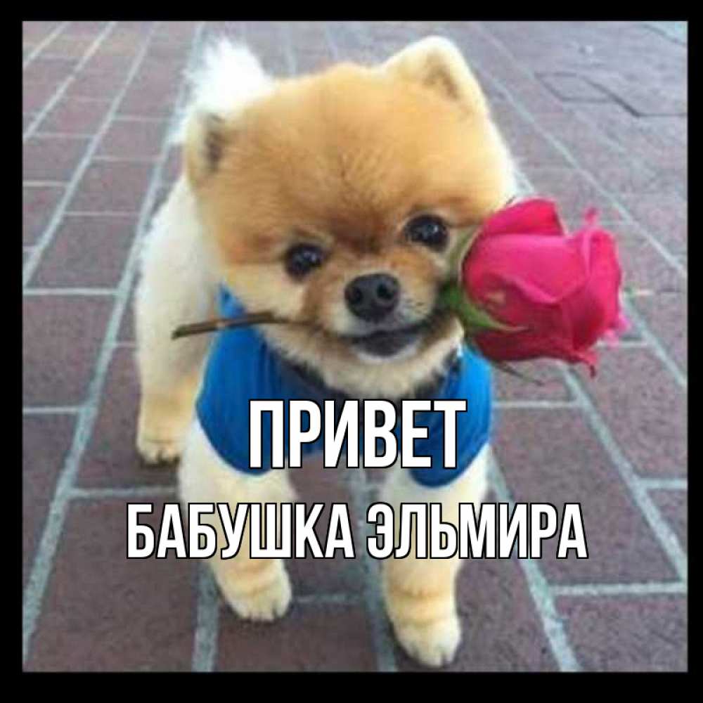 Открытка на каждый день с именем, Бабушка-Эльмира Привет роза в зубах у собаки Прикольная открытка с пожеланием онлайн скачать бесплатно 