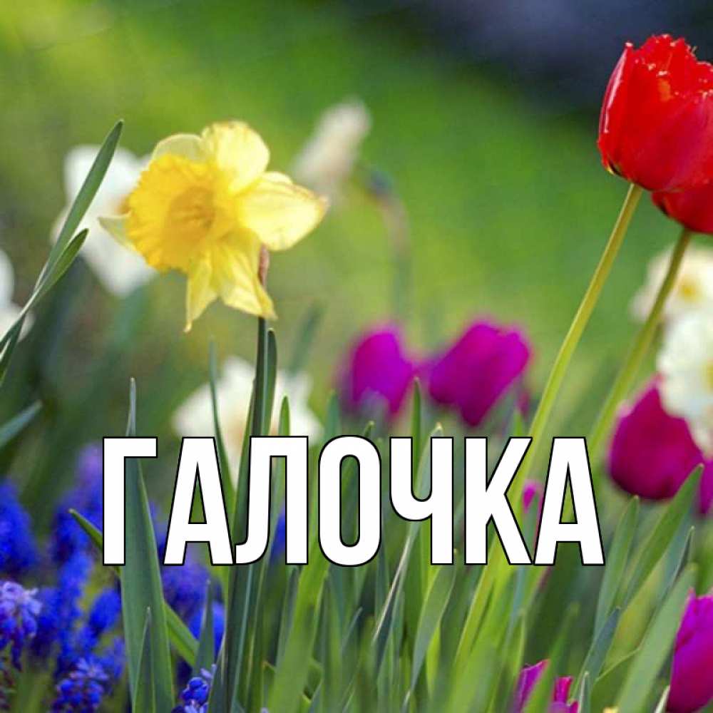 Открытка на каждый день с именем, Галочка Главная международный женский день 3 Прикольная открытка с пожеланием онлайн скачать бесплатно 