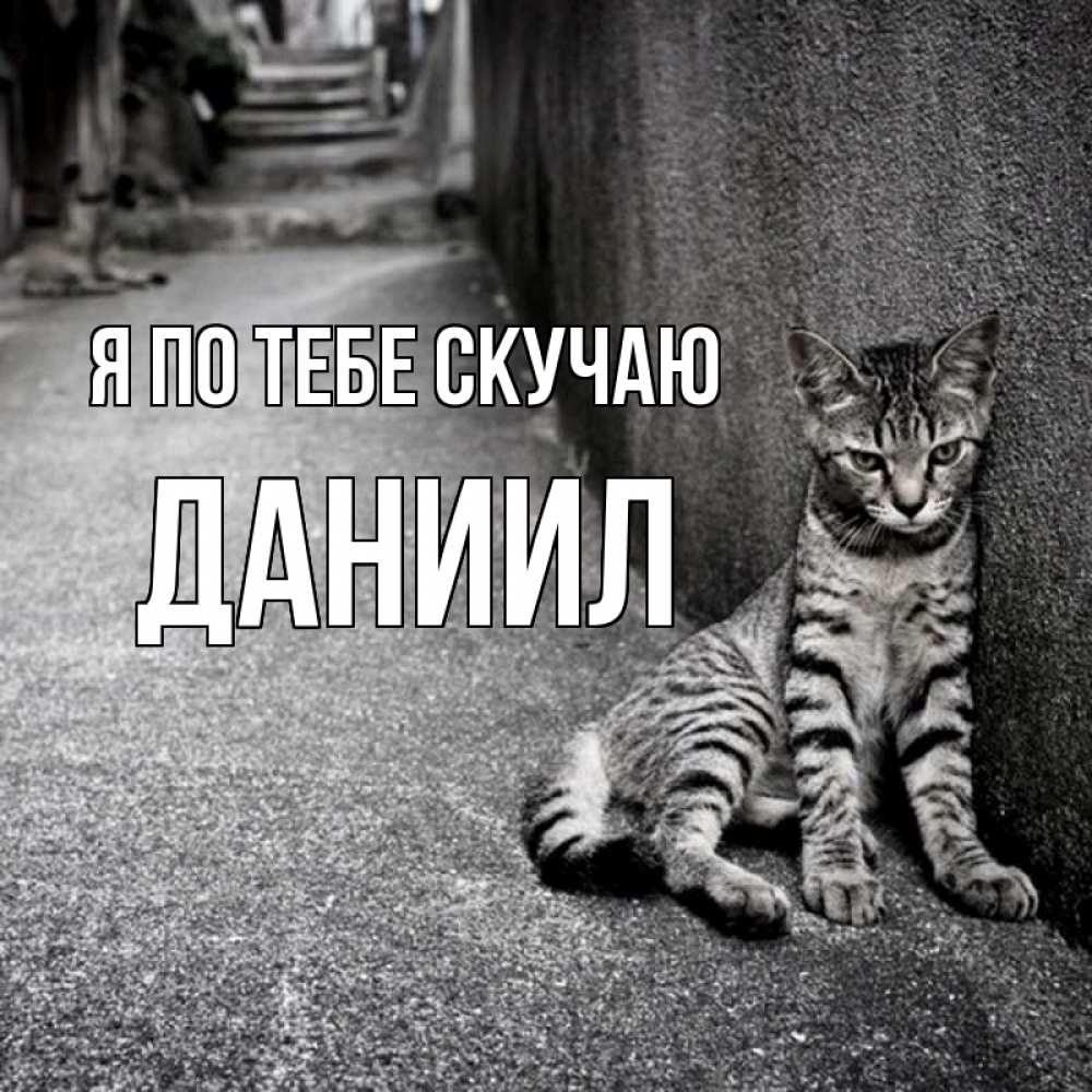 Открытка на каждый день с именем, Даниил Я по тебе скучаю одиноко котику Прикольная открытка с пожеланием онлайн скачать бесплатно 
