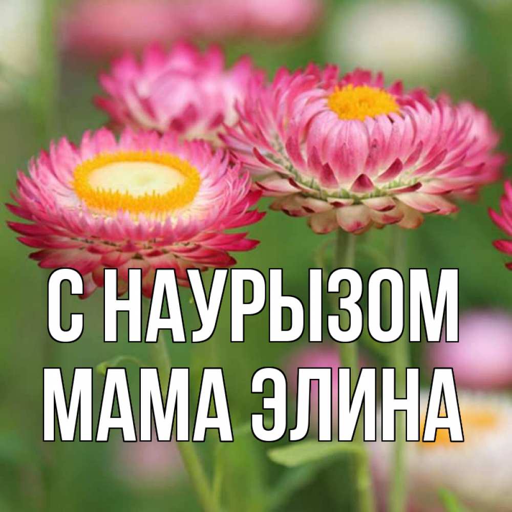 Открытка на каждый день с именем, Мама-Элина С наурызом подарок на международный женский день Прикольная открытка с пожеланием онлайн скачать бесплатно 