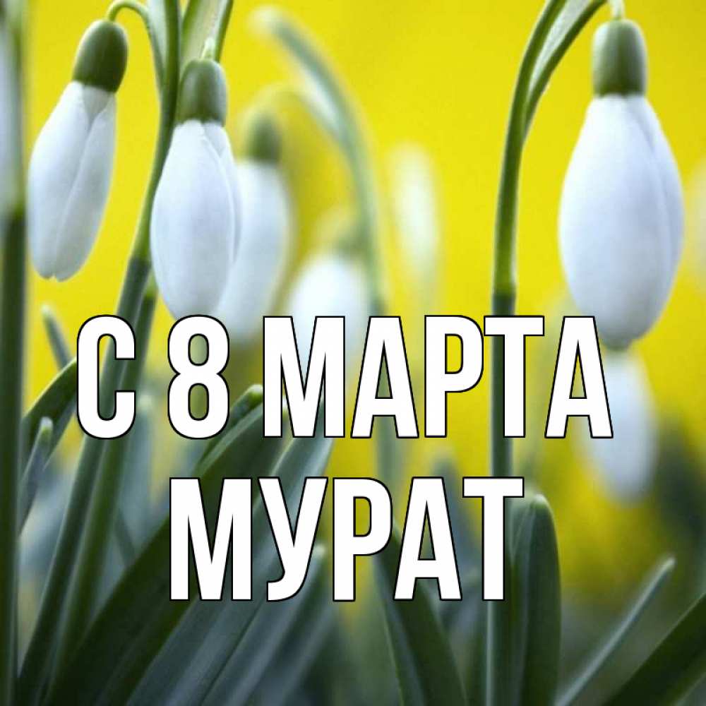 Открытка на каждый день с именем, Мурат С 8 марта весенние цветы Прикольная открытка с пожеланием онлайн скачать бесплатно 