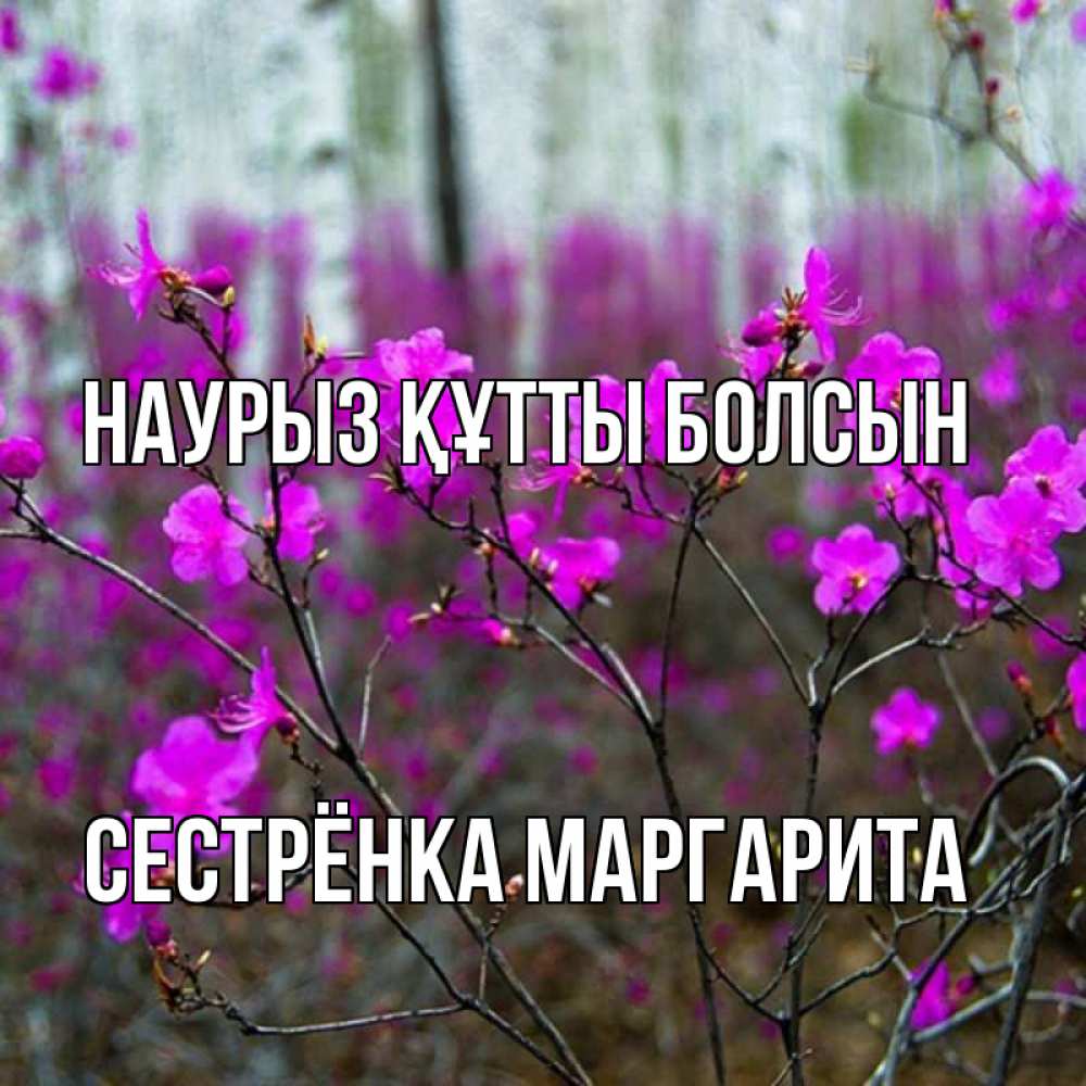 Открытка на каждый день с именем, Сестрёнка-Маргарита Наурыз құтты болсын дикие цветы Прикольная открытка с пожеланием онлайн скачать бесплатно 
