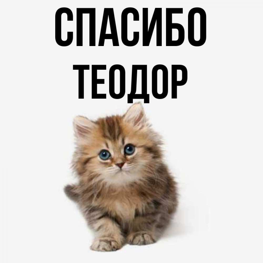 Открытка на каждый день с именем, Теодор Спасибо пушистый котик Прикольная открытка с пожеланием онлайн скачать бесплатно 