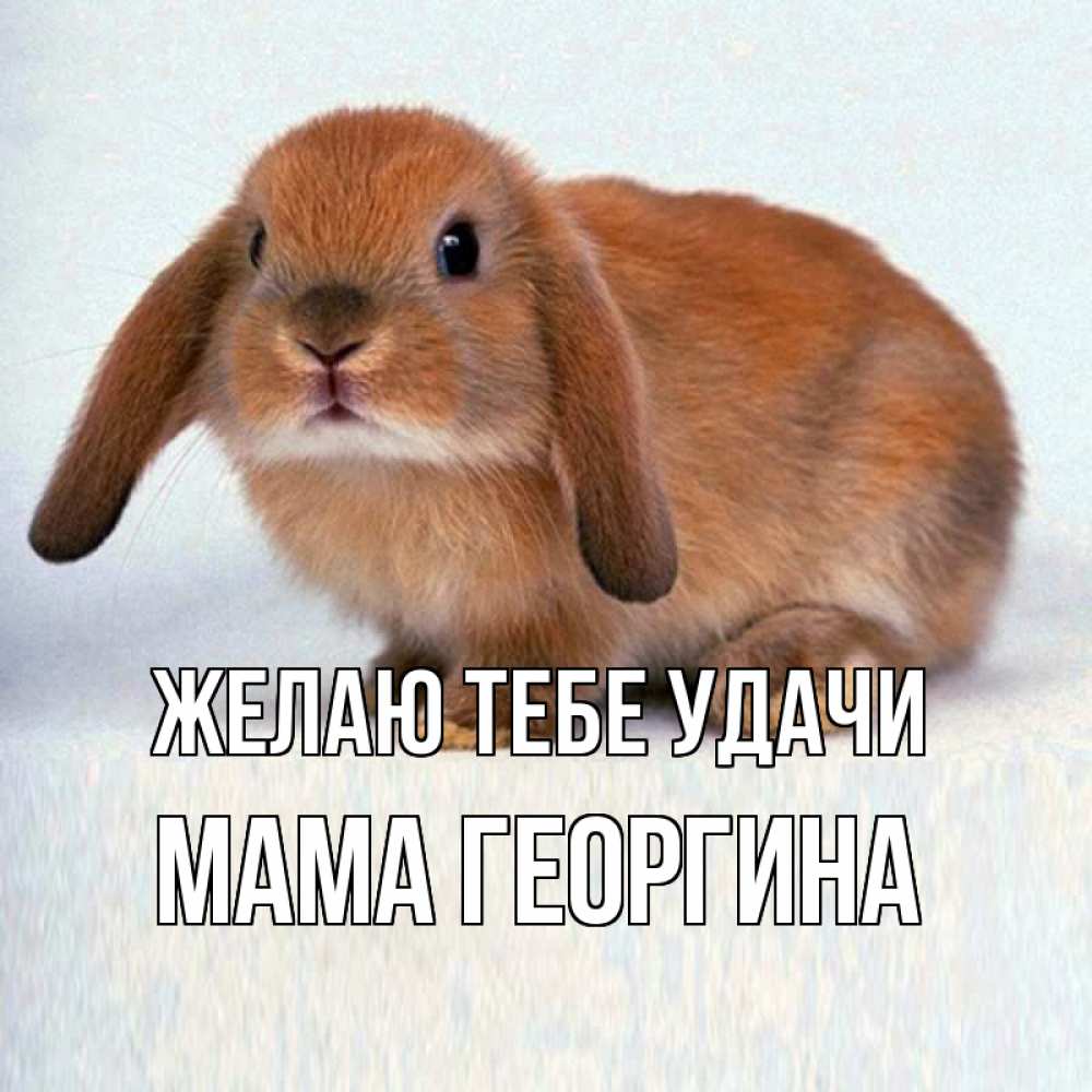 Открытка на каждый день с именем, Мама-Георгина Желаю тебе удачи вставить текст в открытку по выбору Прикольная открытка с пожеланием онлайн скачать бесплатно 