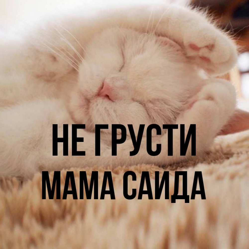 Открытка на каждый день с именем, Мама-Саида Не грусти Котенок спит Прикольная открытка с пожеланием онлайн скачать бесплатно 