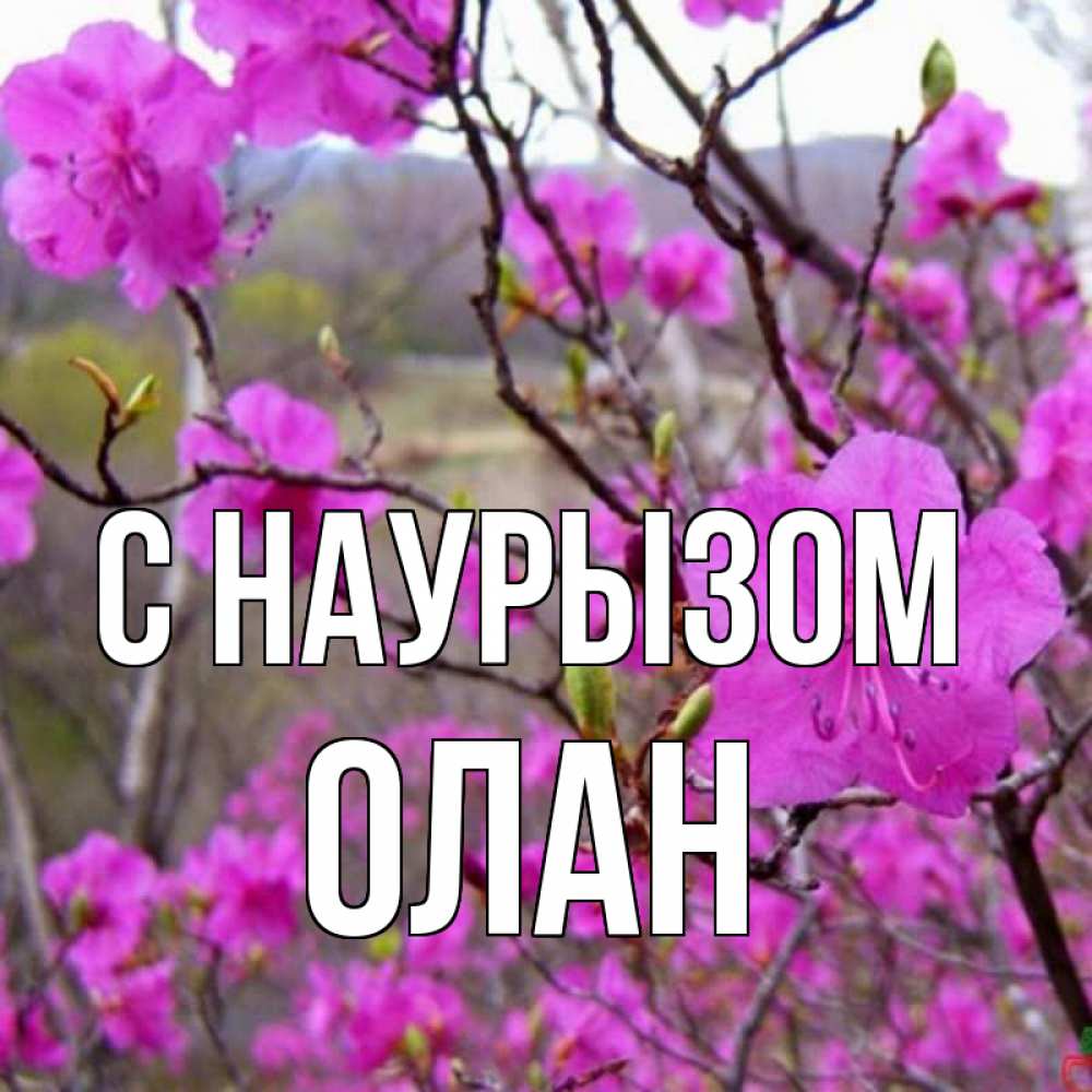 Открытка на каждый день с именем, Олан С наурызом праздник весны наурыз Прикольная открытка с пожеланием онлайн скачать бесплатно 