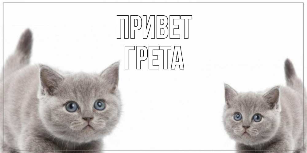Открытка на каждый день с именем, Грета Привет коты Прикольная открытка с пожеланием онлайн скачать бесплатно 