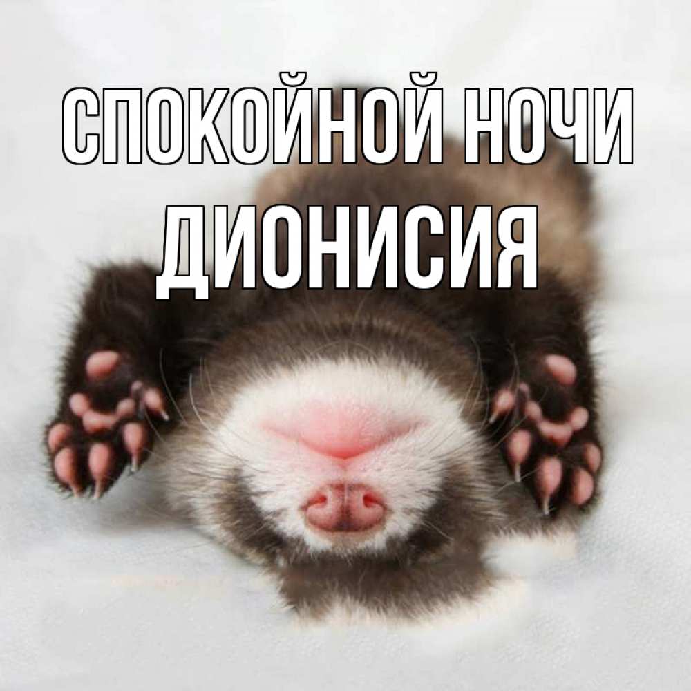 Открытка на каждый день с именем, Дионисия Спокойной ночи зверек Прикольная открытка с пожеланием онлайн скачать бесплатно 