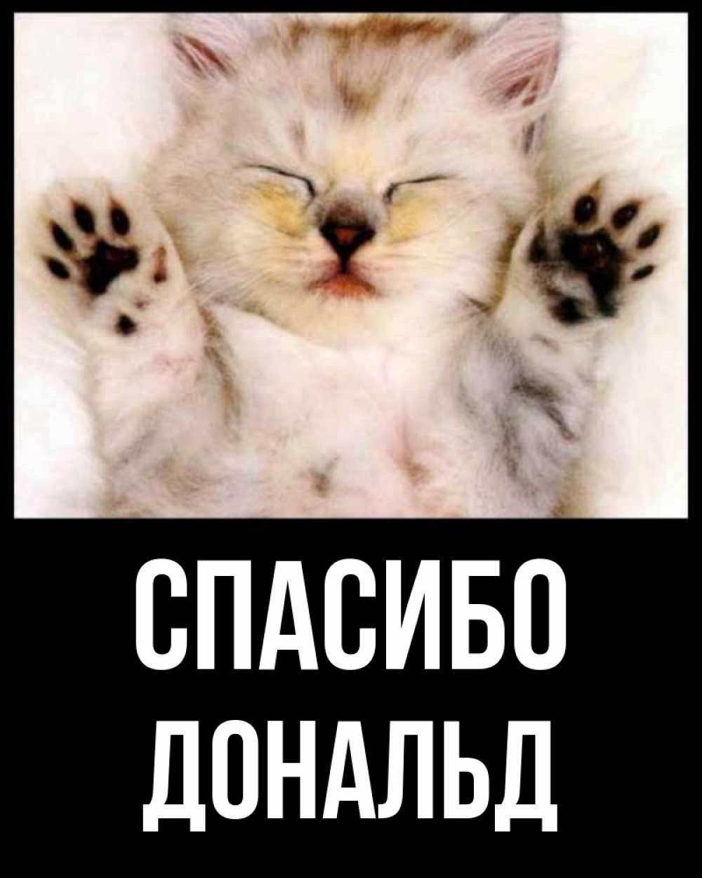 Открытка на каждый день с именем, Дональд Спасибо маленький котенок Прикольная открытка с пожеланием онлайн скачать бесплатно 