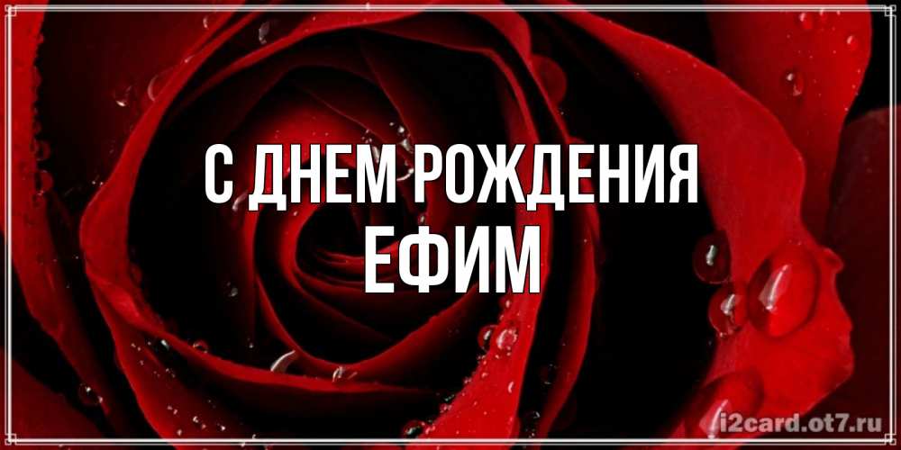 Открытка на каждый день с именем, Ефим С днем рождения крупная бордовая роза Прикольная открытка с пожеланием онлайн скачать бесплатно 