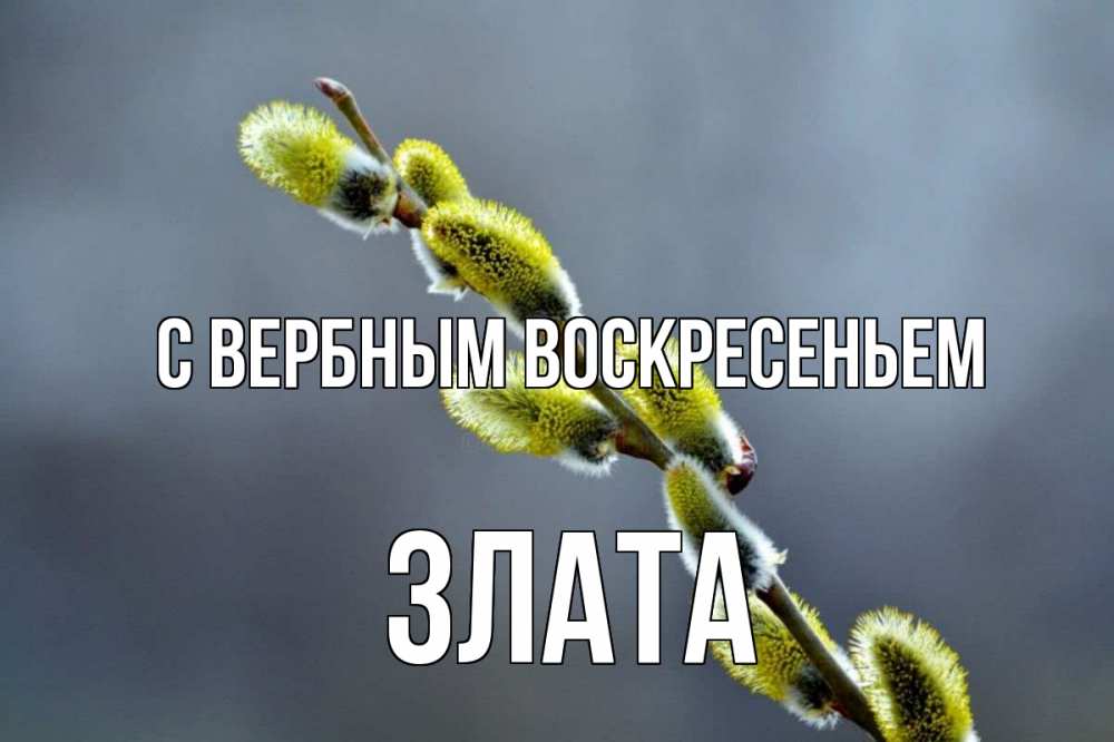 Открытка на каждый день с именем, Злата С вербным воскресеньем верба Прикольная открытка с пожеланием онлайн скачать бесплатно 