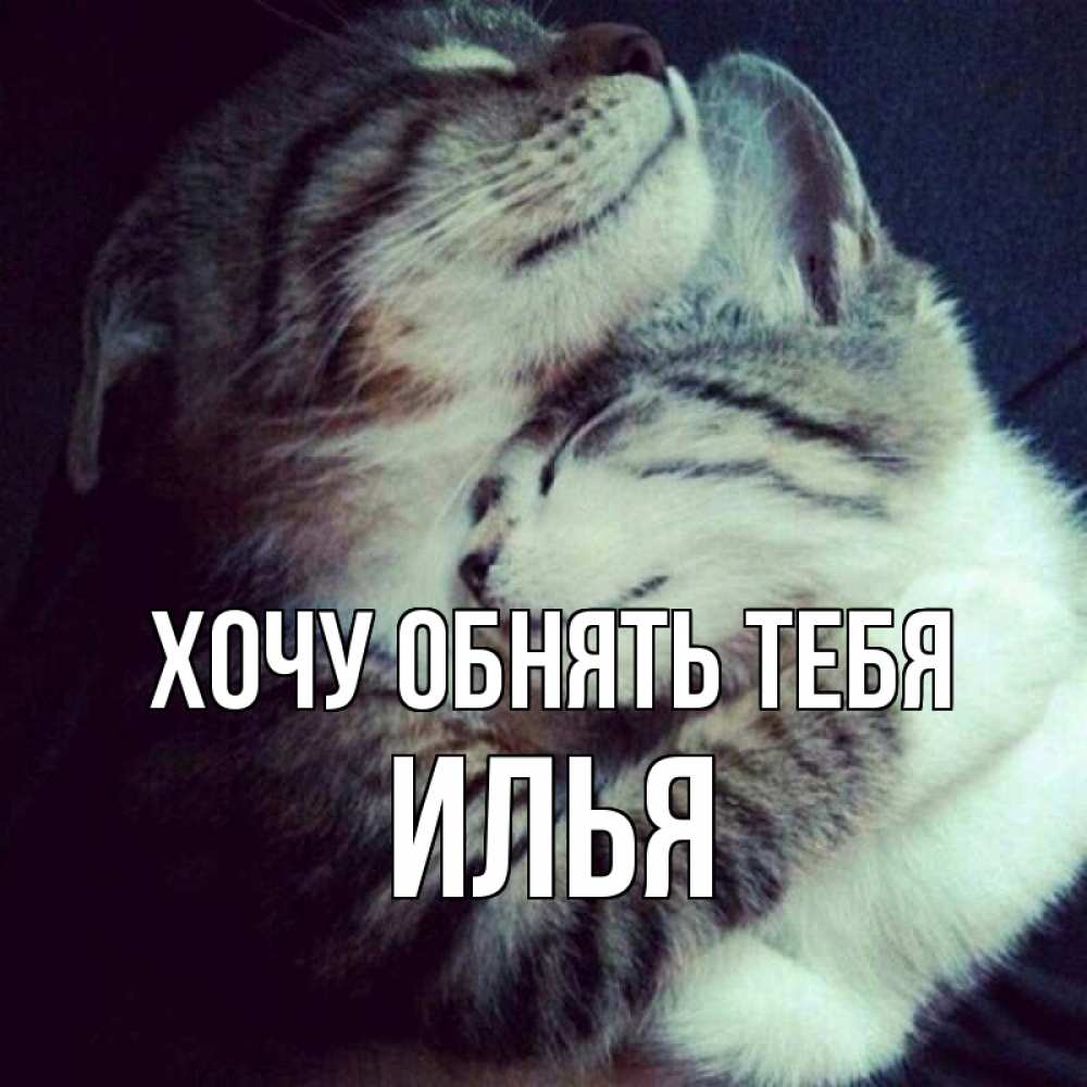 Открытка на каждый день с именем, Илья Хочу обнять тебя полосатики Прикольная открытка с пожеланием онлайн скачать бесплатно 