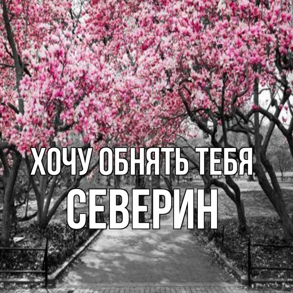 Открытка на каждый день с именем, Северин Хочу обнять тебя обработанное фото Прикольная открытка с пожеланием онлайн скачать бесплатно 