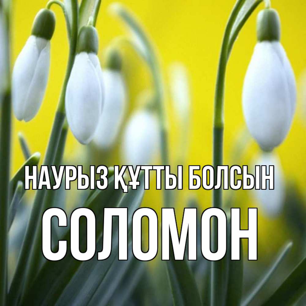Открытка на каждый день с именем, Соломон Наурыз құтты болсын весенние цветы Прикольная открытка с пожеланием онлайн скачать бесплатно 