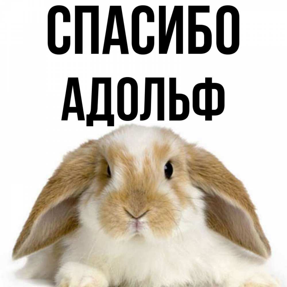 Открытка на каждый день с именем, Адольф Спасибо коричнево белый заяц Прикольная открытка с пожеланием онлайн скачать бесплатно 