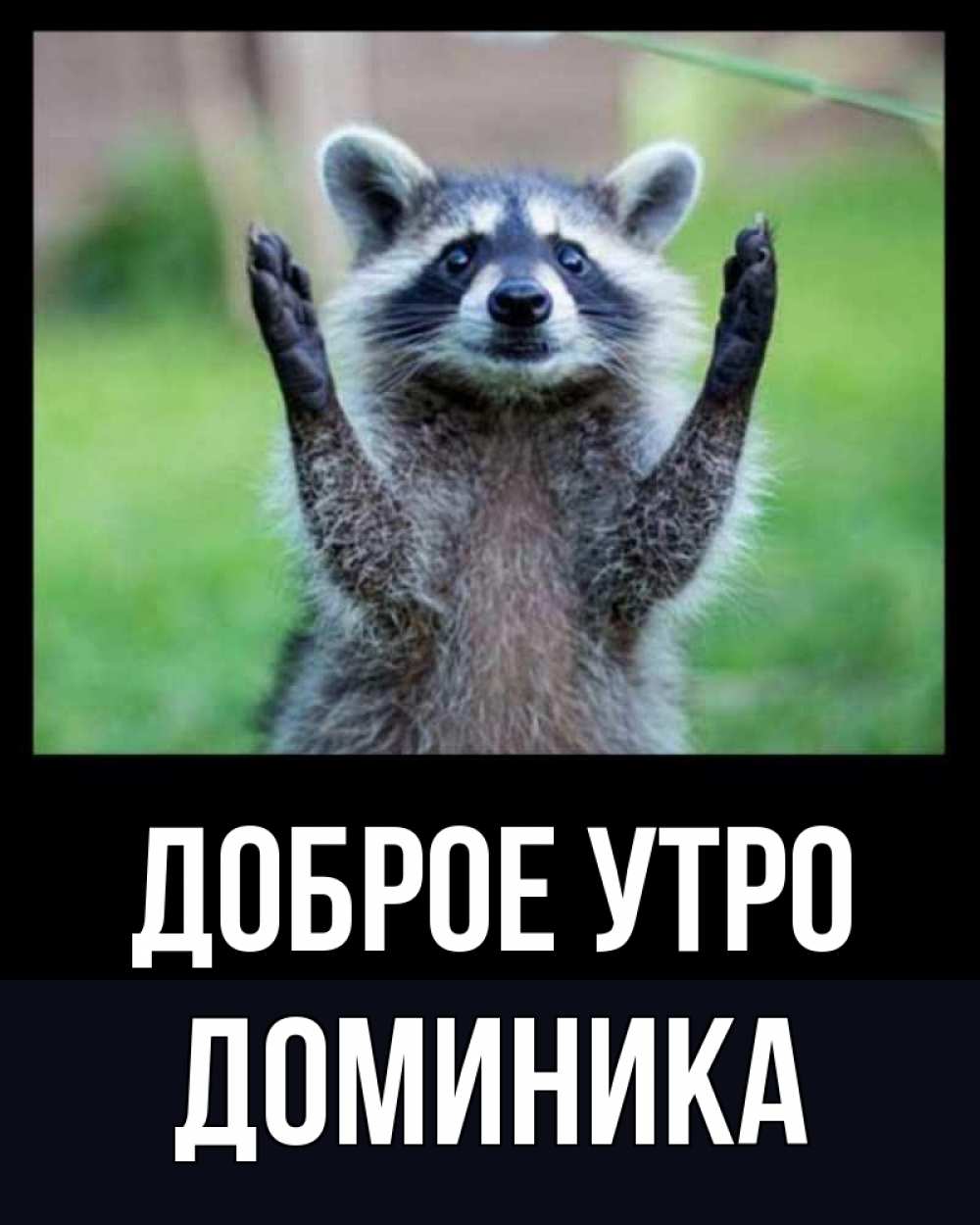 Открытка на каждый день с именем, Доминика Доброе утро хорошее настроение утречком Прикольная открытка с пожеланием онлайн скачать бесплатно 