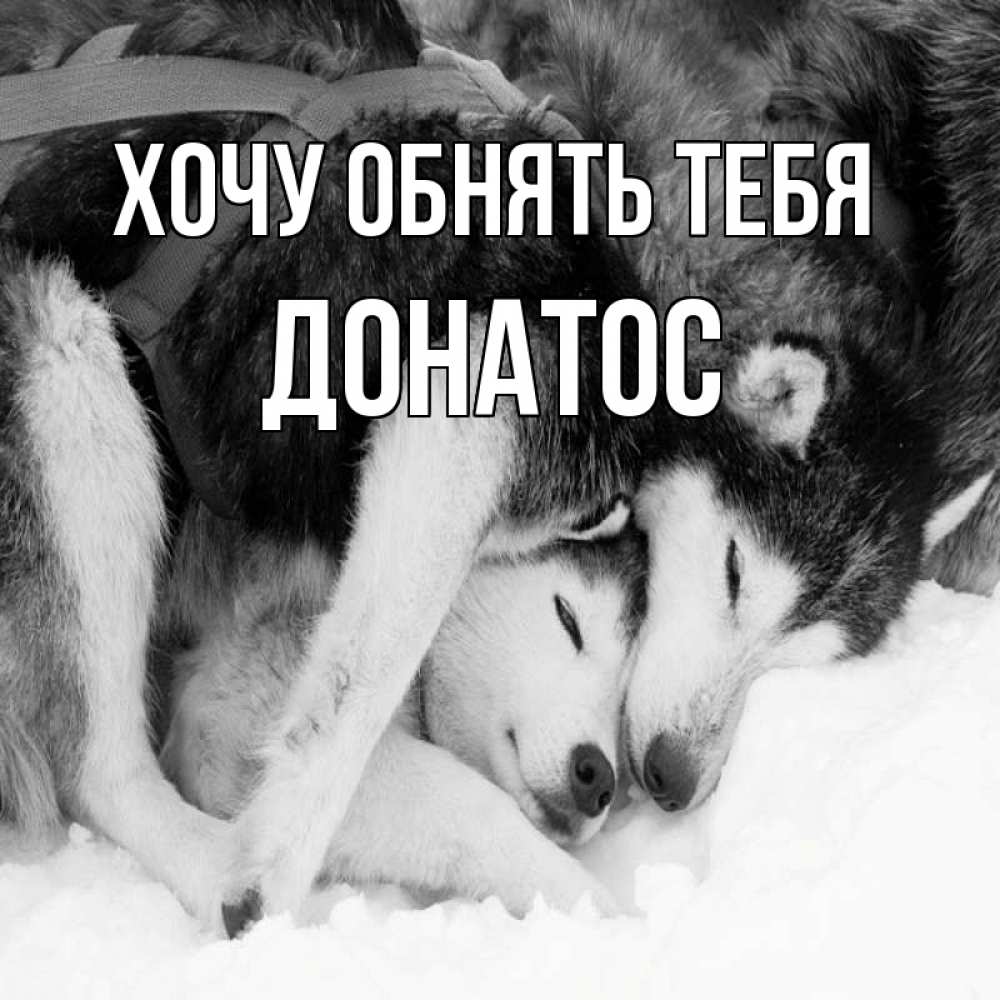 Открытка на каждый день с именем, Донатос Хочу обнять тебя собачки в упряжке Прикольная открытка с пожеланием онлайн скачать бесплатно 