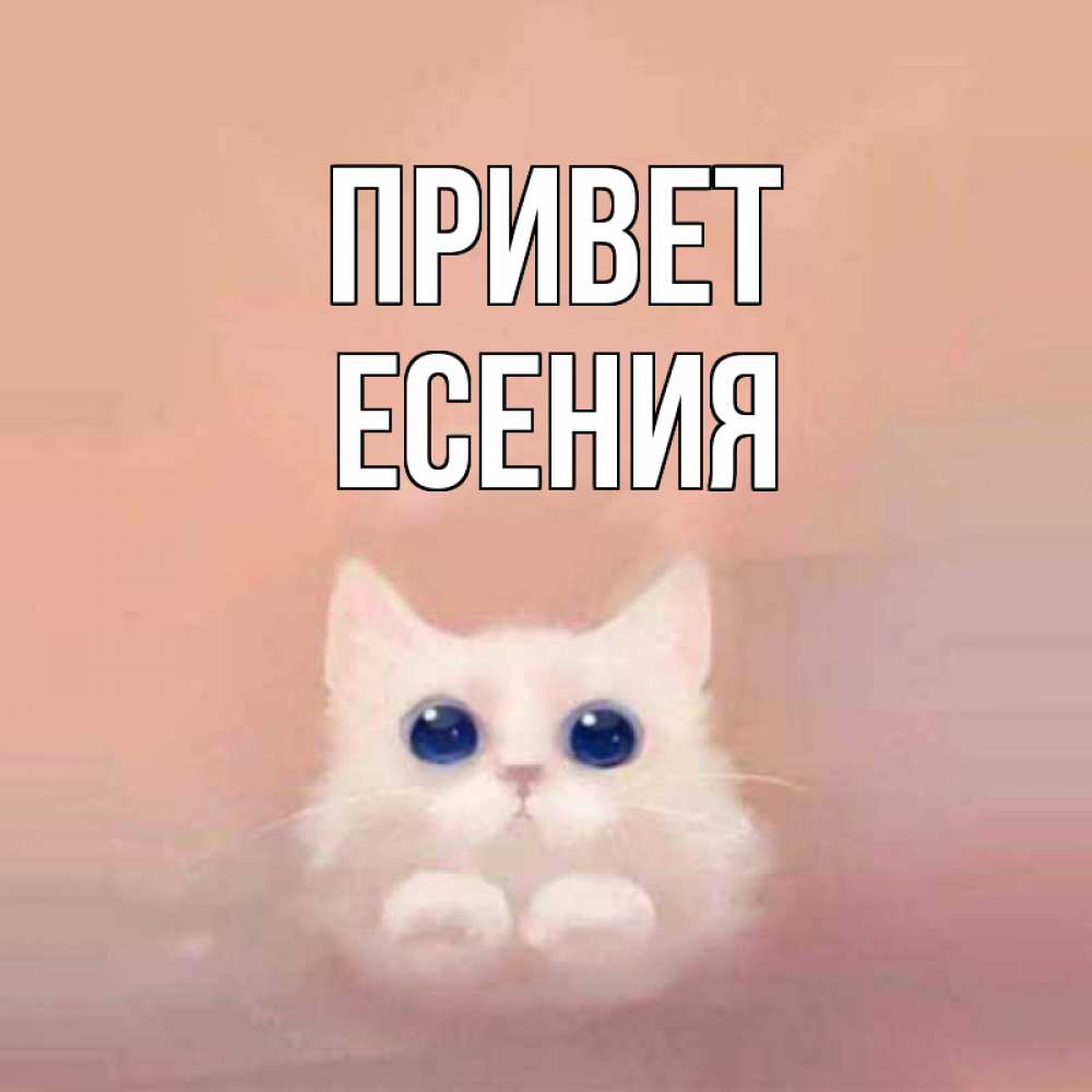 Открытка на каждый день с именем, Есения Привет котик белый в полете Прикольная открытка с пожеланием онлайн скачать бесплатно 