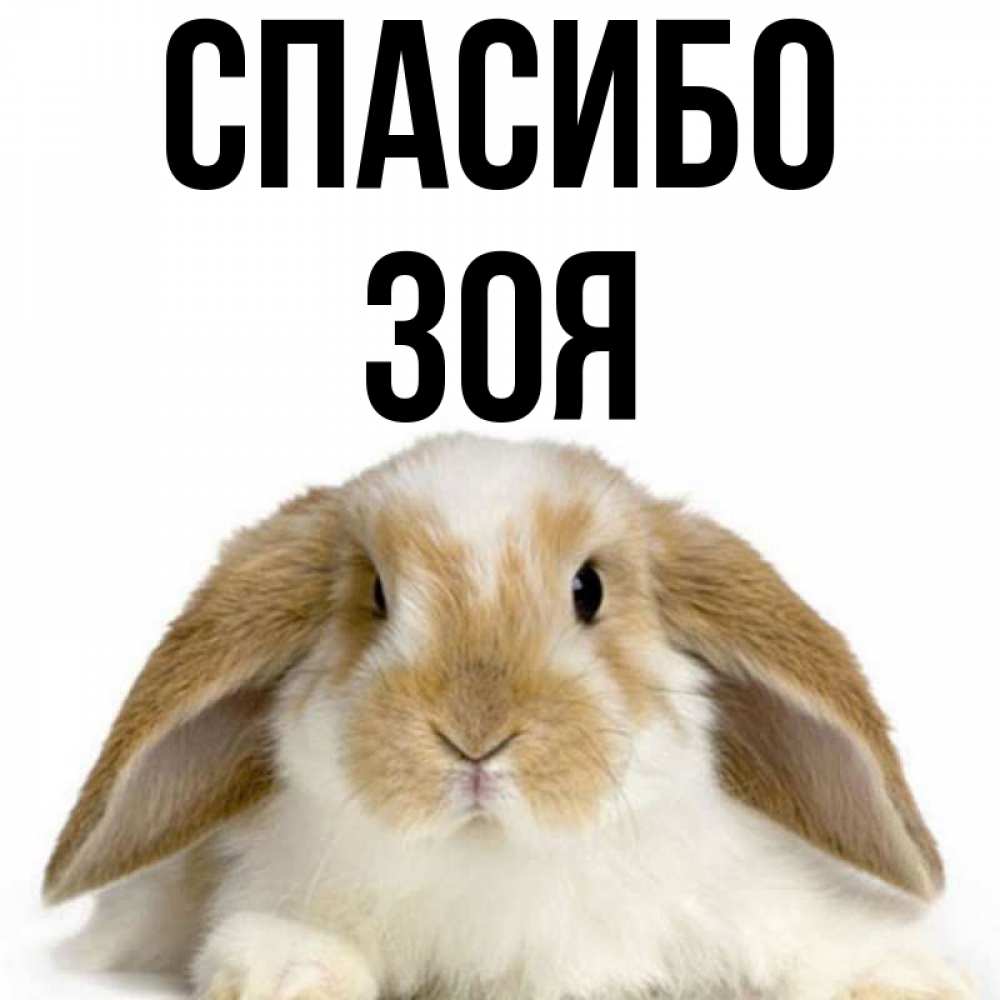 Открытка на каждый день с именем, Зоя Спасибо коричнево белый заяц Прикольная открытка с пожеланием онлайн скачать бесплатно 