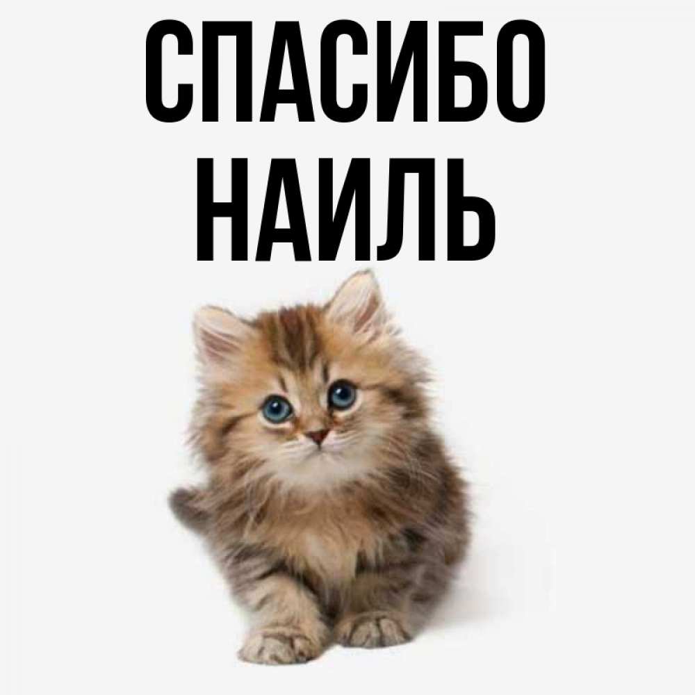 Открытка на каждый день с именем, Наиль Спасибо пушистый котик Прикольная открытка с пожеланием онлайн скачать бесплатно 