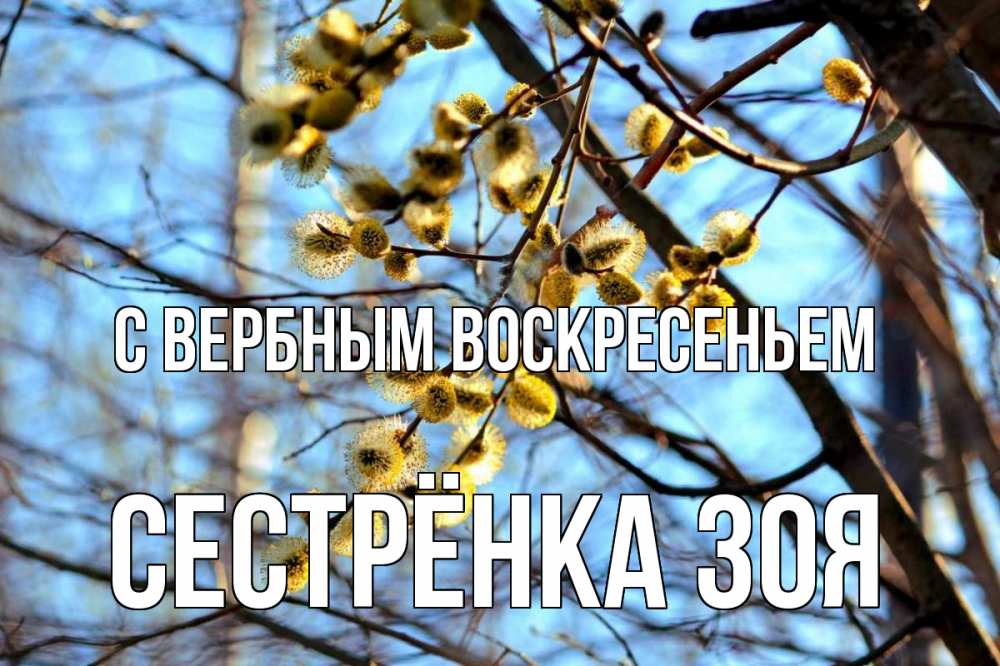 Открытка на каждый день с именем, Сестрёнка-Зоя С вербным воскресеньем верба Прикольная открытка с пожеланием онлайн скачать бесплатно 