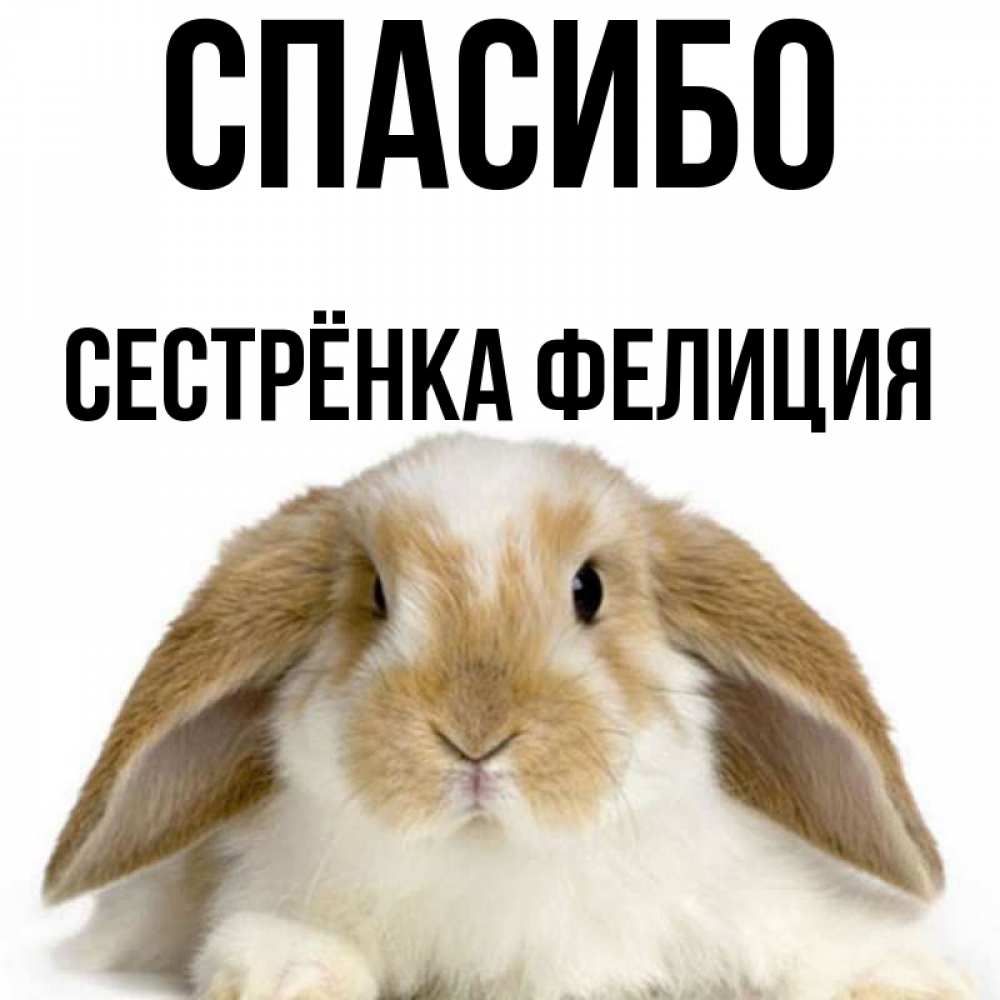 Открытка на каждый день с именем, Сестрёнка-Фелиция Спасибо коричнево белый заяц Прикольная открытка с пожеланием онлайн скачать бесплатно 