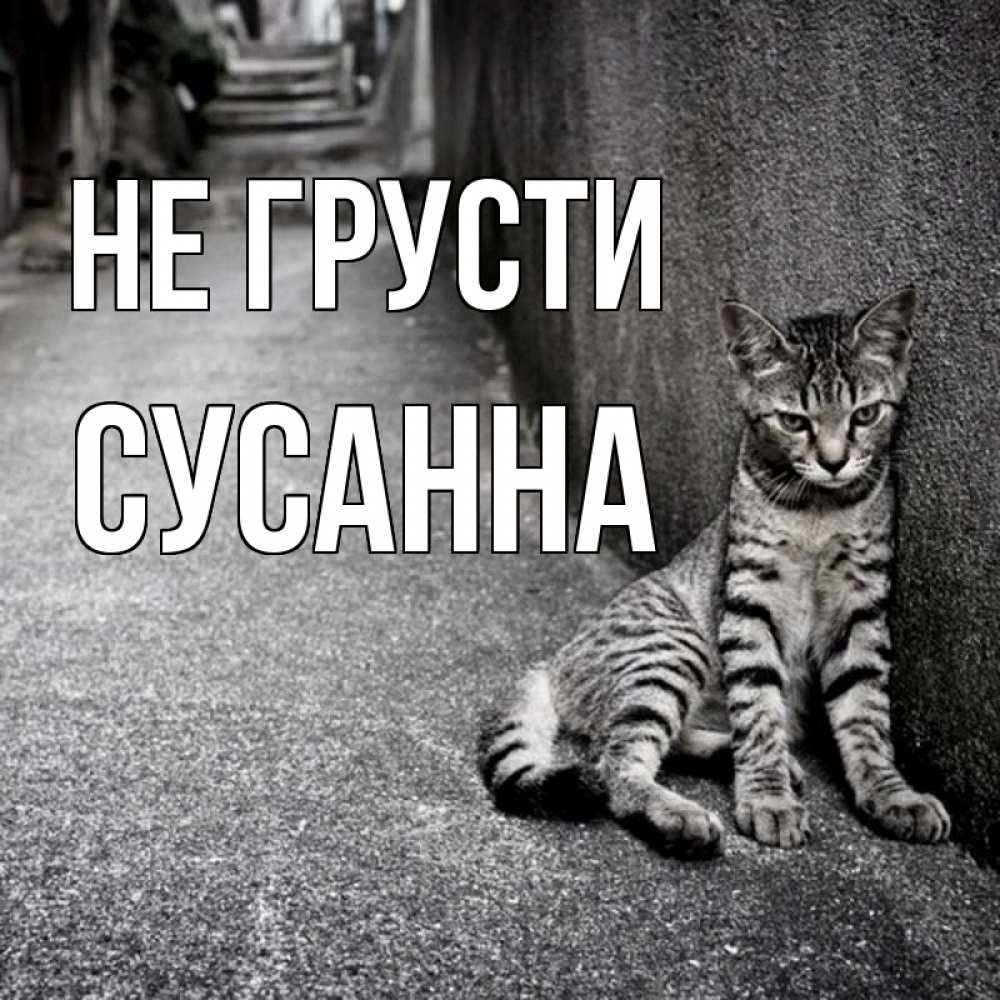 Открытка на каждый день с именем, Сусанна Не грусти скучающий котик Прикольная открытка с пожеланием онлайн скачать бесплатно 