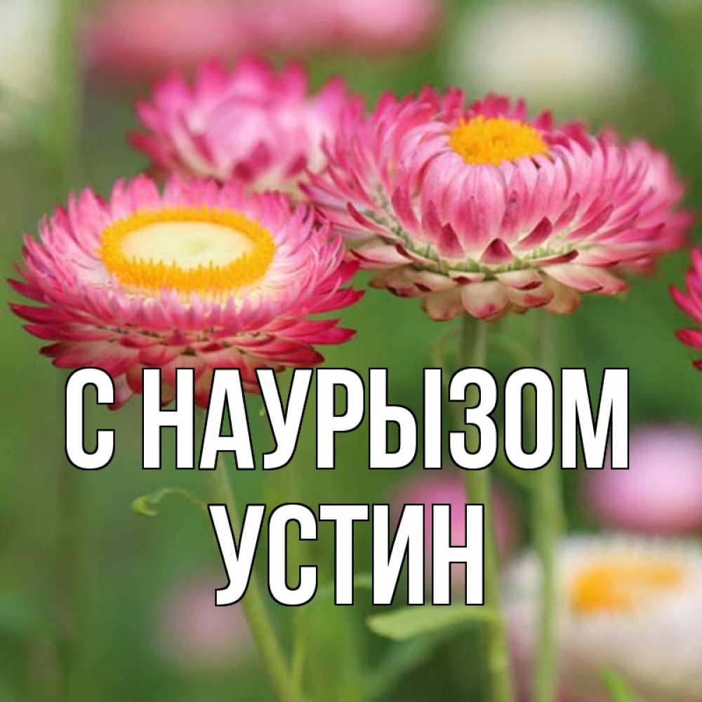 Открытка на каждый день с именем, Устин С наурызом подарок на международный женский день Прикольная открытка с пожеланием онлайн скачать бесплатно 