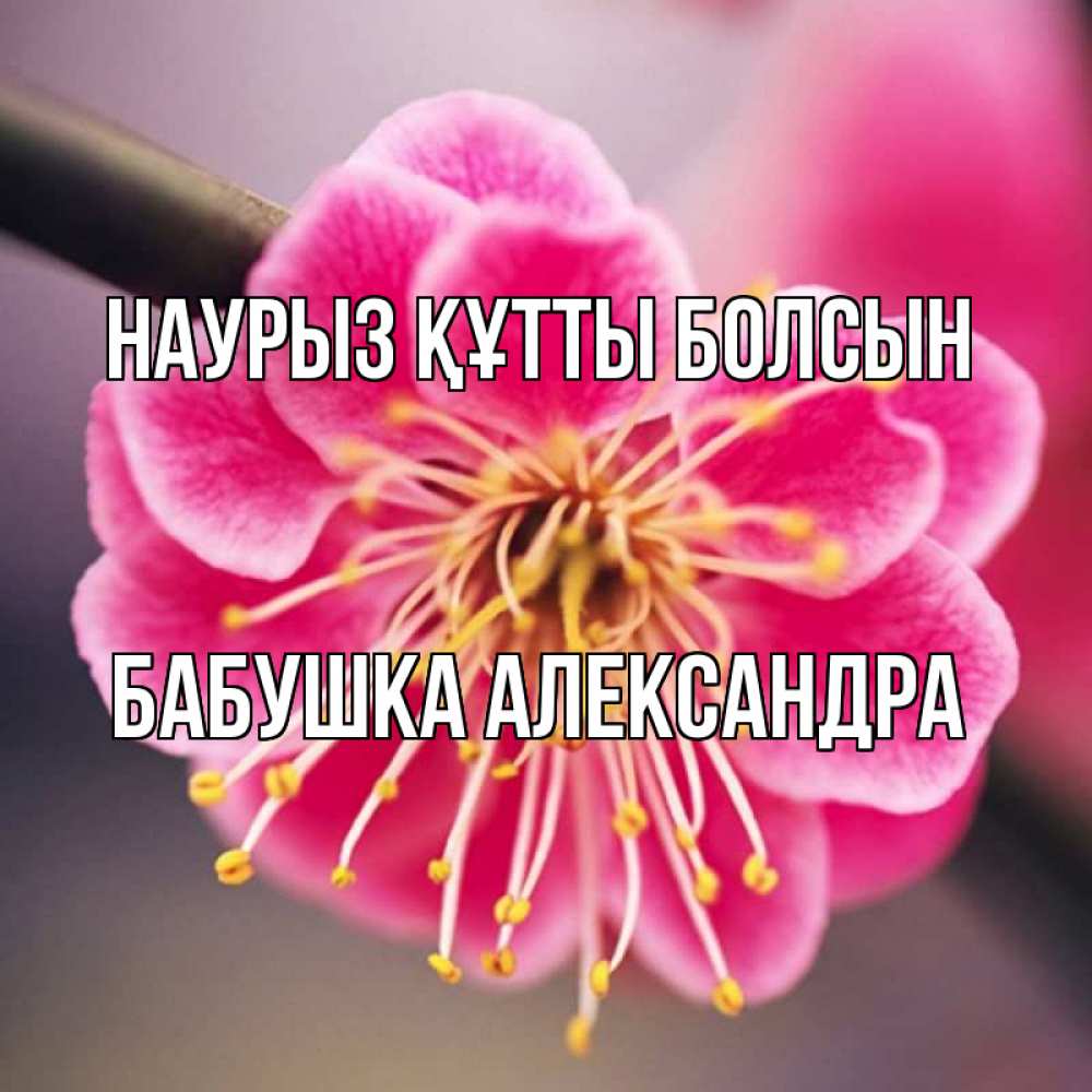 Открытка на каждый день с именем, Бабушка-Александра Наурыз құтты болсын цветы Прикольная открытка с пожеланием онлайн скачать бесплатно 