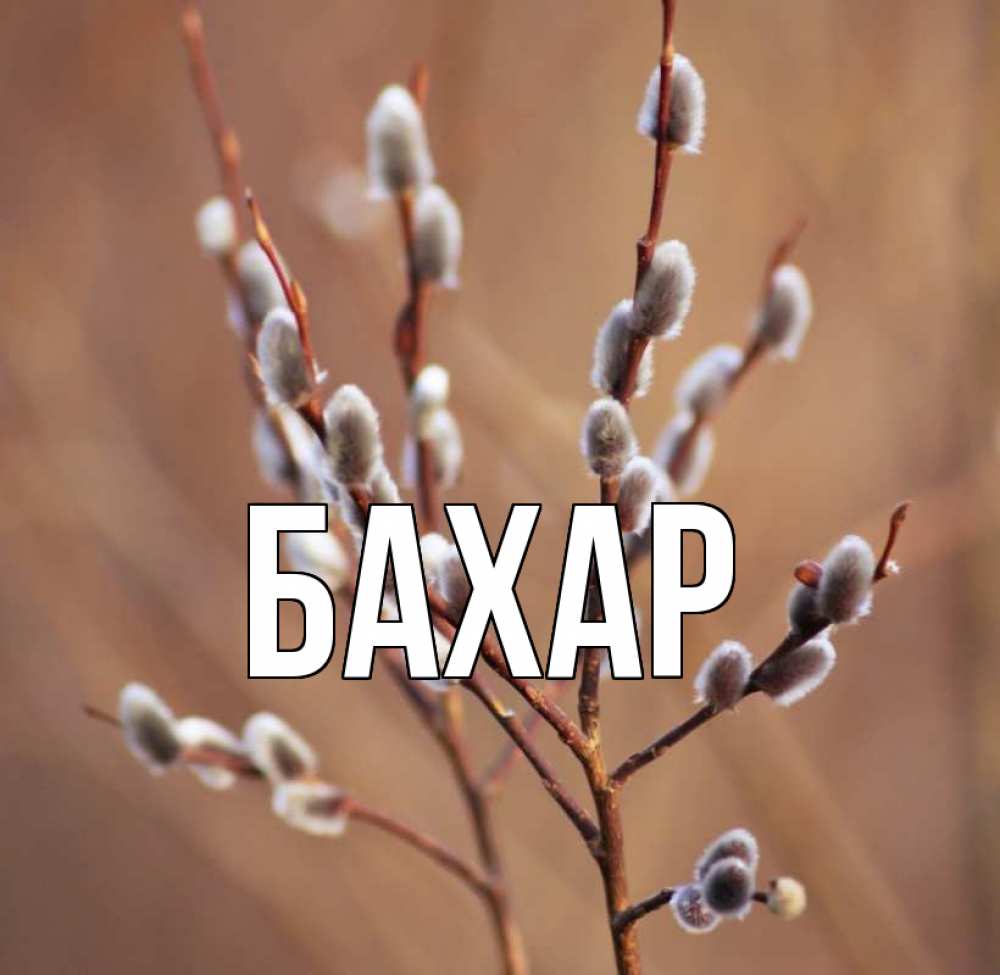 Открытка на каждый день с именем, Бахар Главная верба Прикольная открытка с пожеланием онлайн скачать бесплатно 