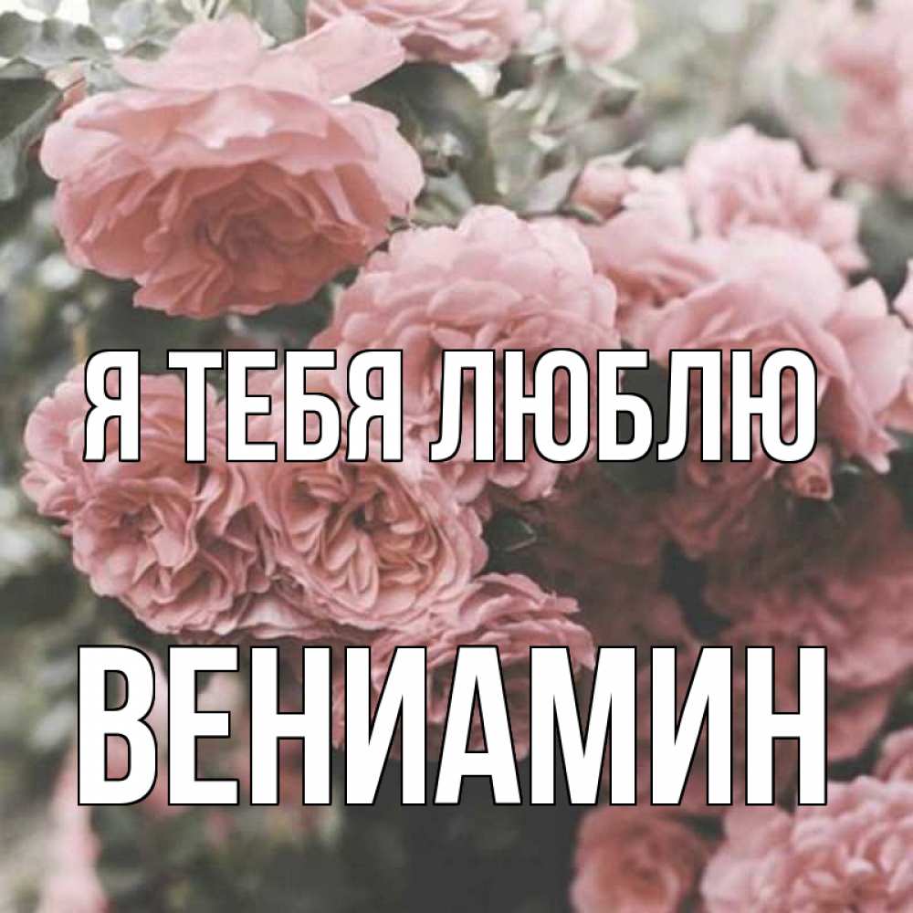 Открытка на каждый день с именем, Вениамин Я тебя люблю розы 3 Прикольная открытка с пожеланием онлайн скачать бесплатно 