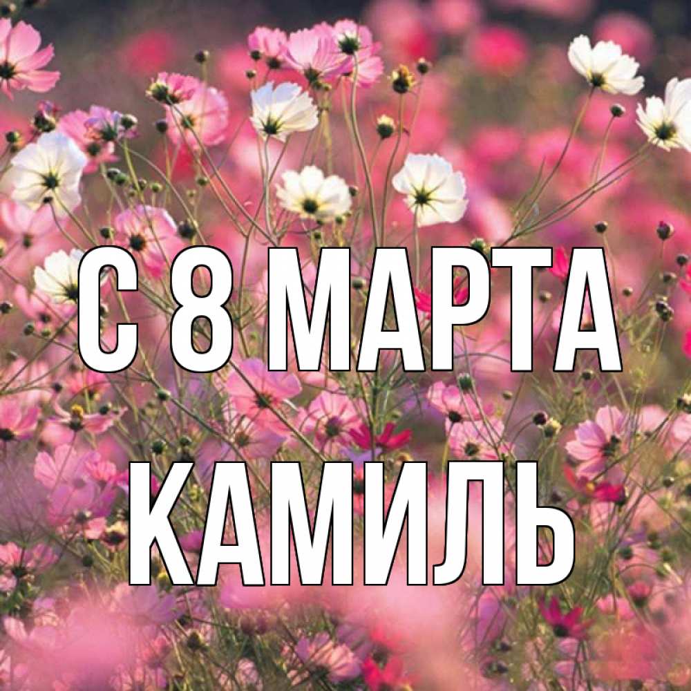Открытка на каждый день с именем, Камиль С 8 марта красиво 1 Прикольная открытка с пожеланием онлайн скачать бесплатно 