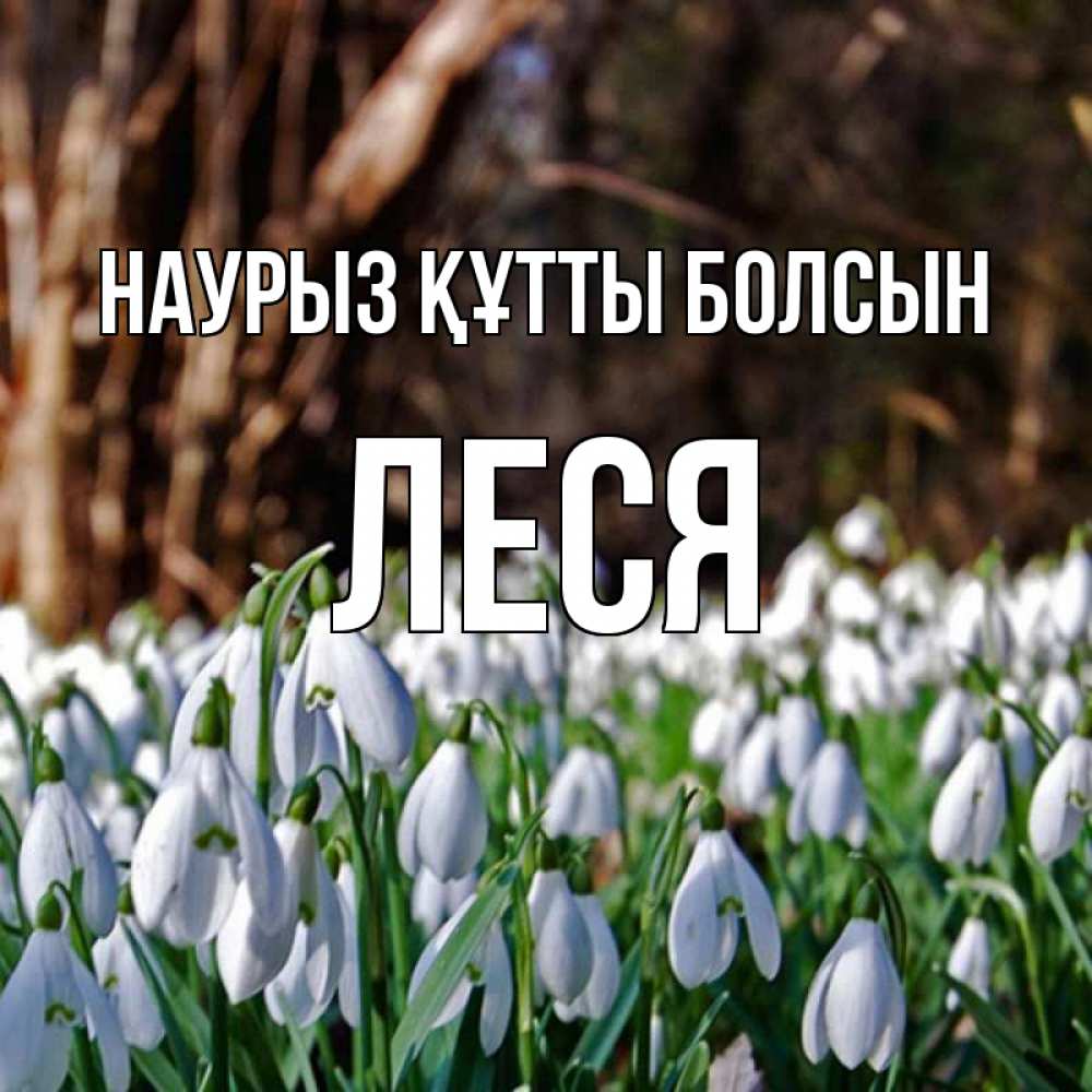 Открытка на каждый день с именем, Леся Наурыз құтты болсын с подснежниками 1 Прикольная открытка с пожеланием онлайн скачать бесплатно 