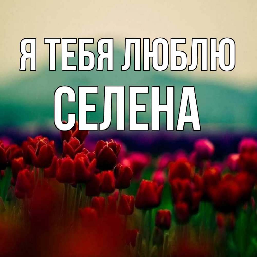 Открытка на каждый день с именем, Селена Я тебя люблю тюльпаны 4 Прикольная открытка с пожеланием онлайн скачать бесплатно 