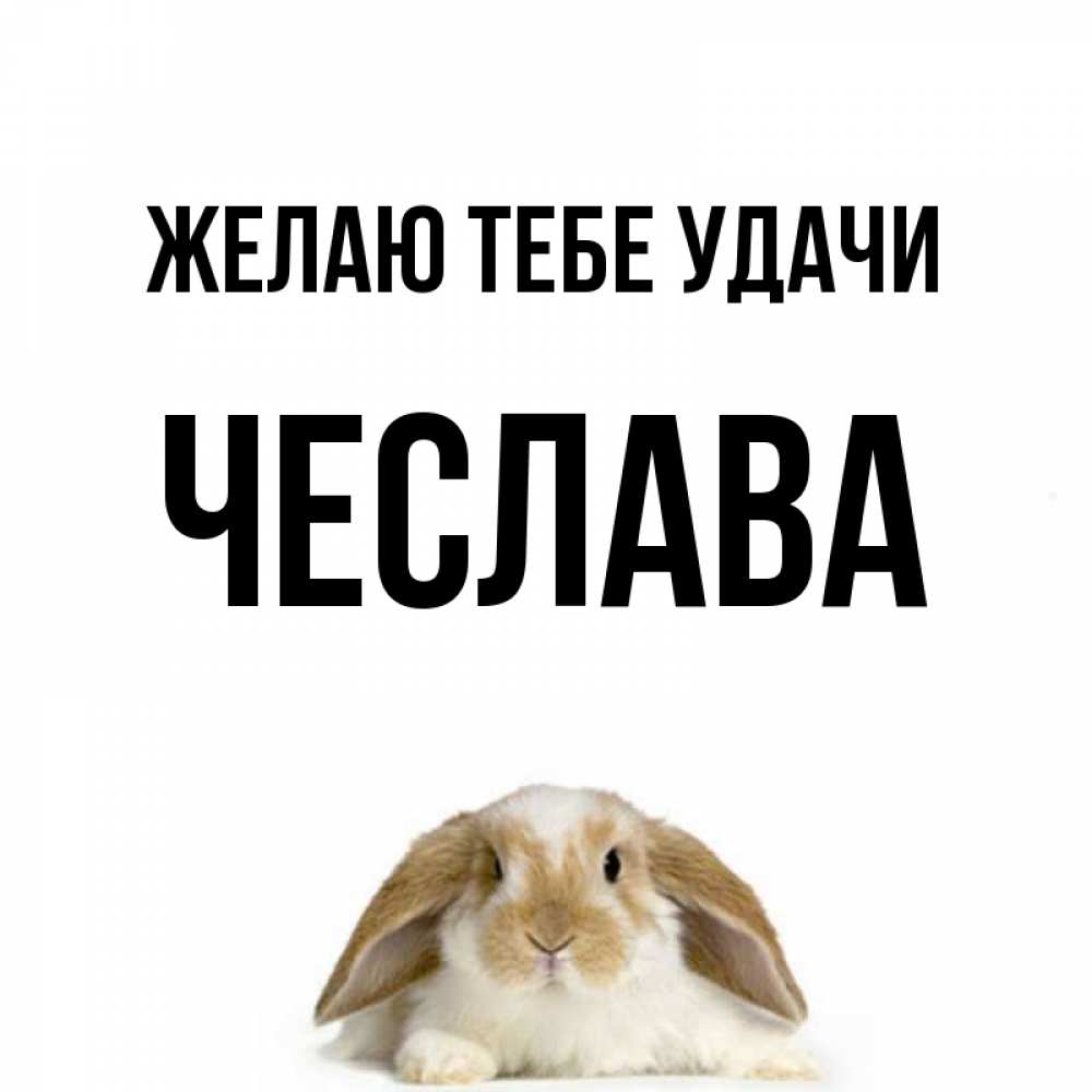 Открытка на каждый день с именем, Чеслава Желаю тебе удачи открытки с произвольным текстом который можно вставить в открытку и создать ее самостоятельно бесплатно онлайн Прикольная открытка с пожеланием онлайн скачать бесплатно 